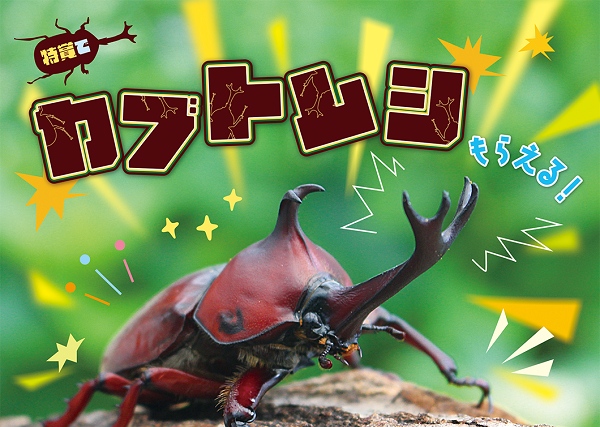 【参考】カブトムシ_ロゴ無しバナー.png